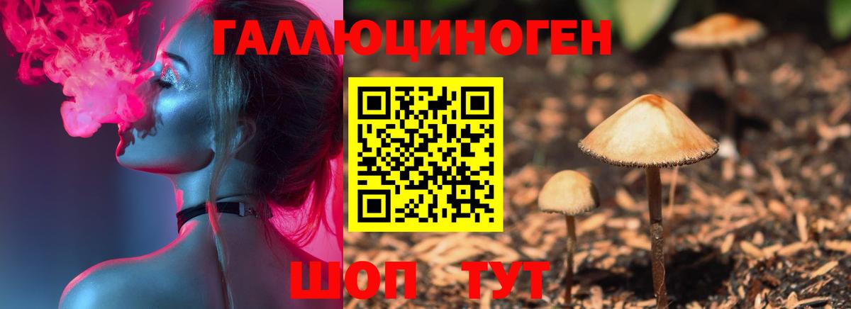 Галлюциногенные грибы Psilocybe Тобольск